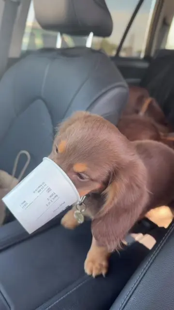 all i need is a pup cup #dachshundsoftiktok #minidachshund #dachshund 
