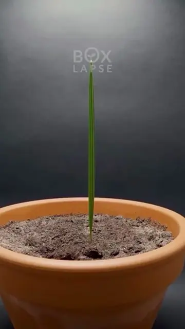 #gardeningtiktokcontest , A close-up of chia seed germination