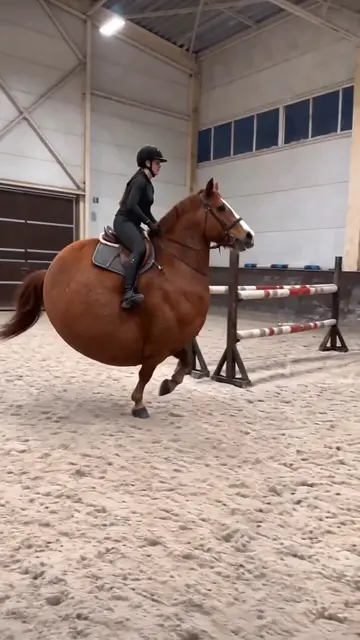 Wilson’s first jump lesson 😅 #ImpossibleAnimals #Wilson #FunnyAnimals