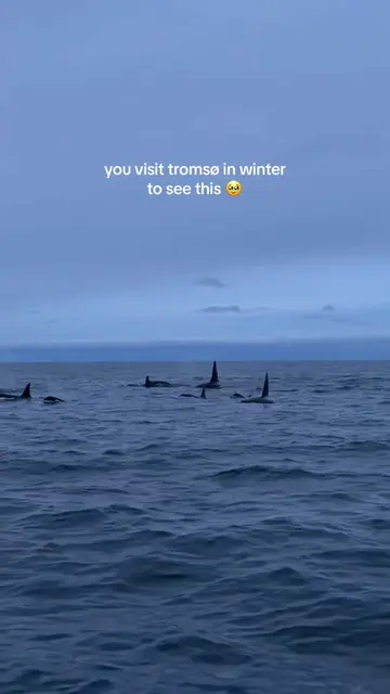 Book that flight to Norway to see the orcas this winter, you won’t regret it 🥹 