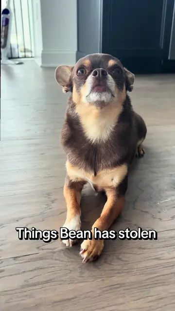 And these are only the ones I caught on camera 😂 DISCLAIMER - Bean never consum