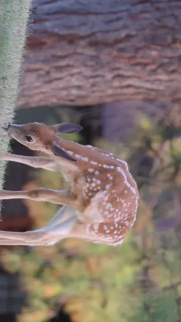 These deer were so beautiful! Thank you guys for 30k 🤩!! #wildlifephotography #