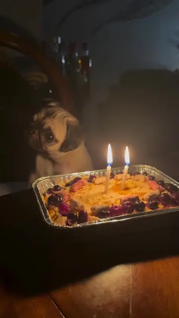 Aris turns 2 today 🎂🎂. #2years #old #pug #birthday 