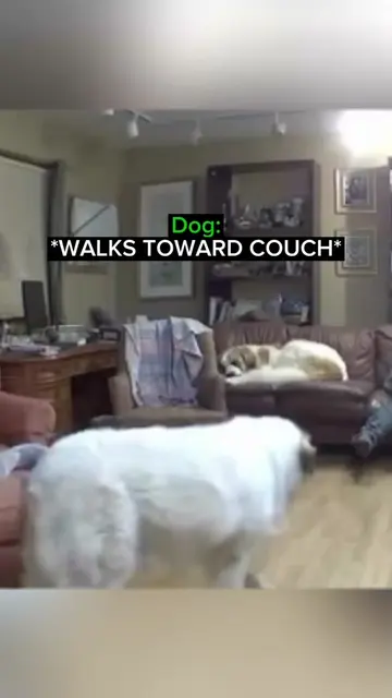 When A Man Respects His Dog So Much He Gives Up His Seat…
