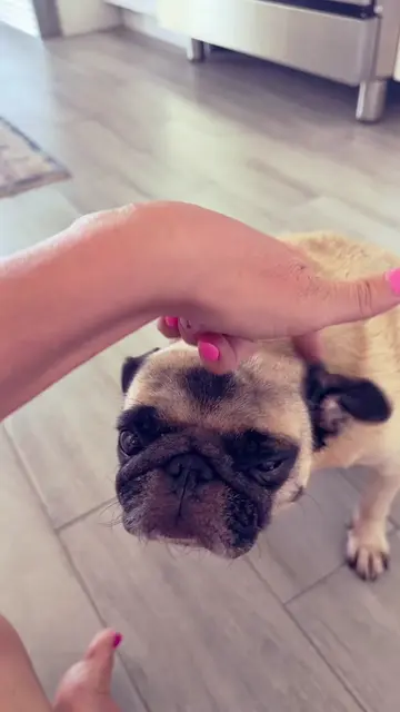 The Pug!!! 