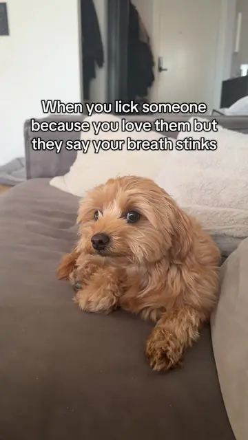 🥲 #maltipoo #dog #dogsoftiktok 