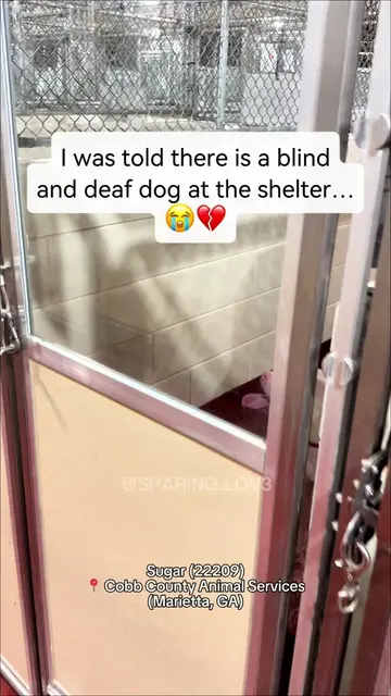 ⬇️ READ HER STORY ⬇️ The other day, I was told there was a dog at the shelter wh