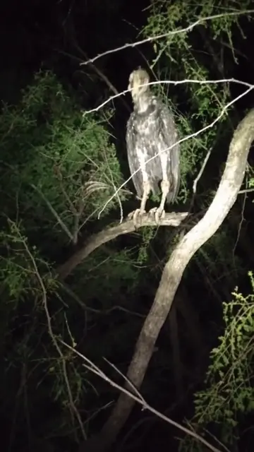 Wife Abducted in MEXICO #mexico #lalechuza #creature #monster #scary 