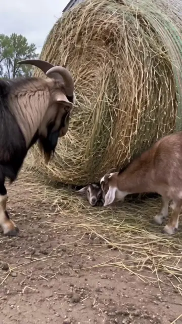 Bale rolls onto the kid and dad moves it with his own head. 🐐💪 / #FarmRescue #