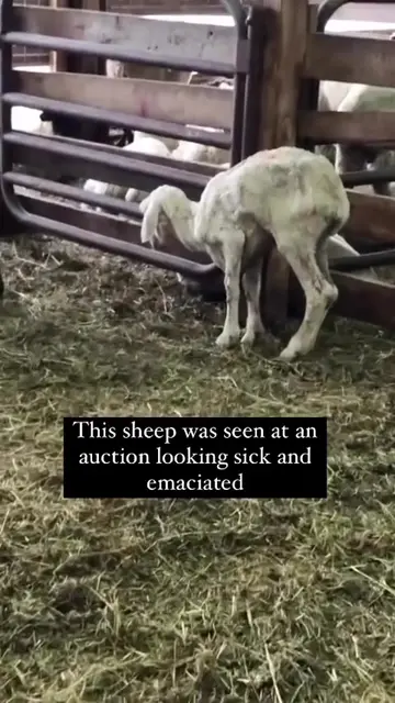 A random act of kindness 🐑❤️🥰🫶🏼 author Emmaveganforanimals 💖