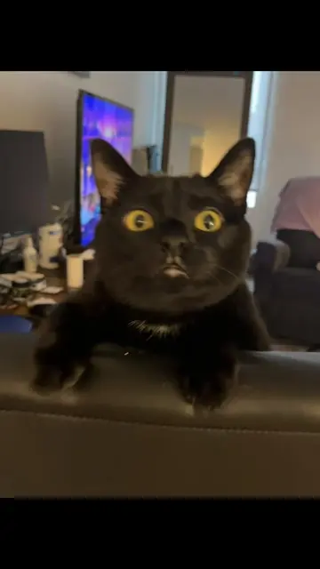 #2pac #cats #catsoftiktok #cat #blackcat