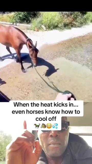 During periods of extreme heat, horses face significant risks of dehydration and