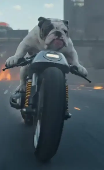 #dogsoftiktok #bulldog #acting 