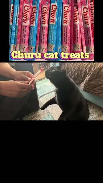 #cattok #cats #funnycats #cat 