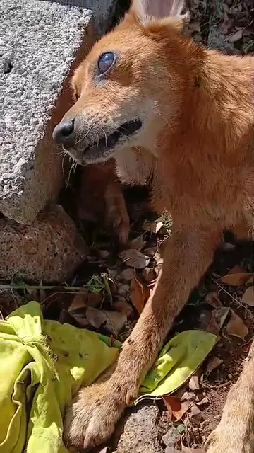 🚨 ROSHNI NEEDS OUR HELP 🐾 Roshni is a blind dog rescued from Camp Levieux and 
