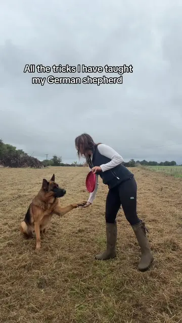I look so serious I swear I’m having fun 🤣 he’s the best #germanshepherd #germa