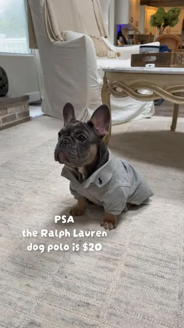 Got her a size large for reference @Ralph Lauren #frenchbulldog #preppyaesthetic