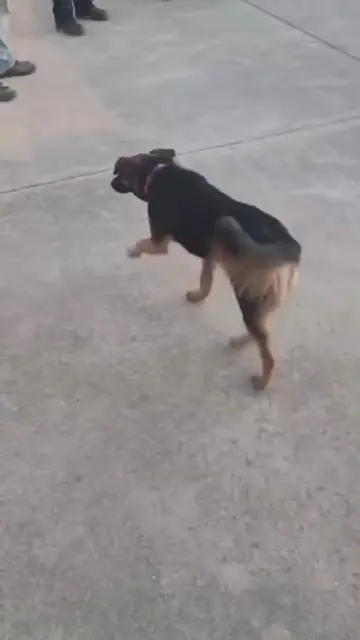 follow me #foryou #dogmemes #dog #funny 