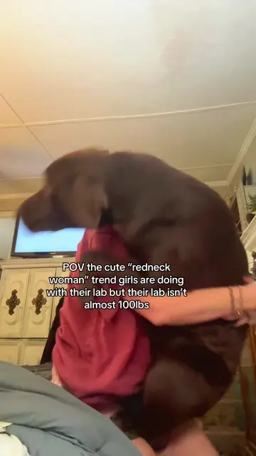 Moose got treats after this #chocolatelab #puppytiktok #redneckwoman #labrador #