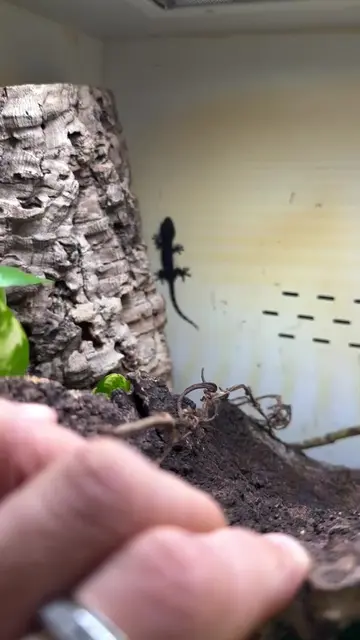 Family is growing.  New little Diablo hatched today.  Look at all those black ey