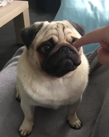 Can I have a bite 🤣. #bite #viral_video #video #dogvideo 