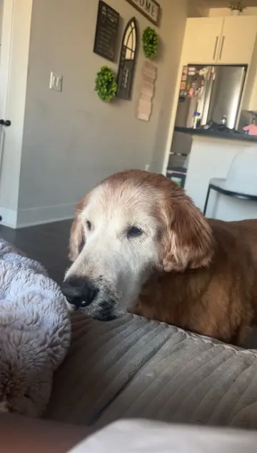 When’s there snacks, Griff can’t contain his excitement #shake #goldenretriever 