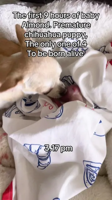 The most traumatic 48 hours of our life so far… Peanut went into premature labou