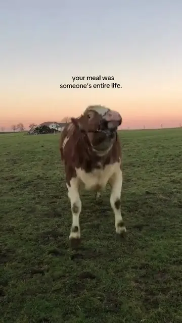 Original video from @eleleftoile on TikTok 🙏🏼💚 #vegan #veganism #plantbased #