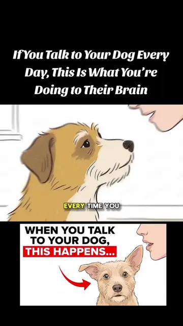 If You Talk to Your Dog Every Day, This Is What You’re Doing to Their Brain | #D