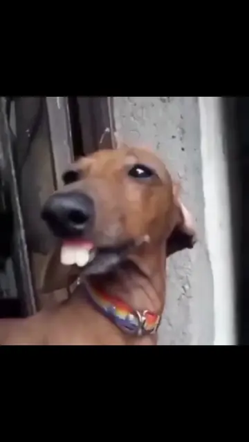 Follow, don't be a fool.  #funny #dog #dogmemes #foryou #viralvideos 