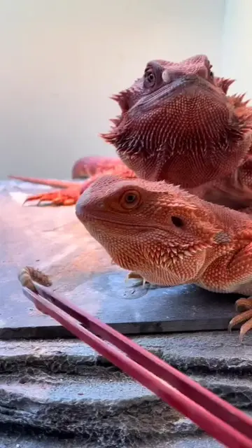 Red Monsters #exoticpets #beardeddragons #beardeddragonsoftiktok #beardeddragon 