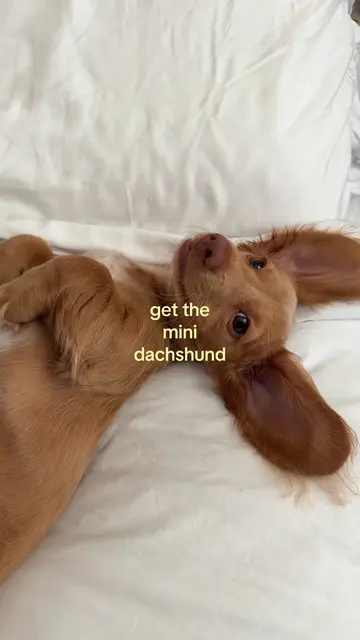 if you’re looking for a sign this is it #dachshund #dachshundsoftiktok #dachshun