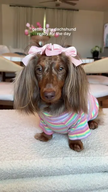 Everyone tell her how pretty she looks 🎀🥹 #dogoutfit #dachshund #dogmom #dogha