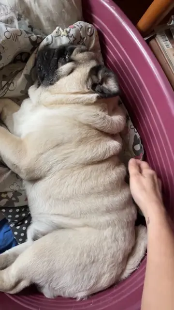 Tickling her using my favorite piano sound 🤣❤️. #funny ##tickle #laugh #share #