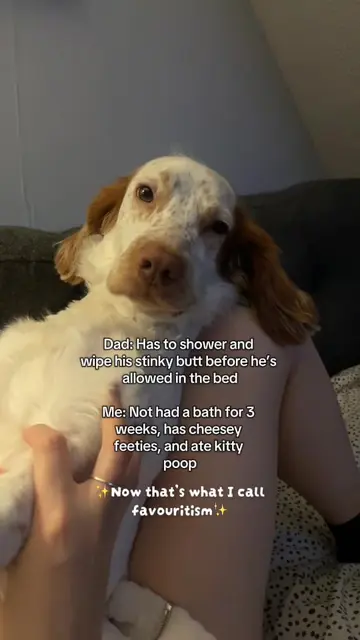 King Alfrodo 😂❤️ #doglove #funnydog #dogparent #cutedog #spaniel 