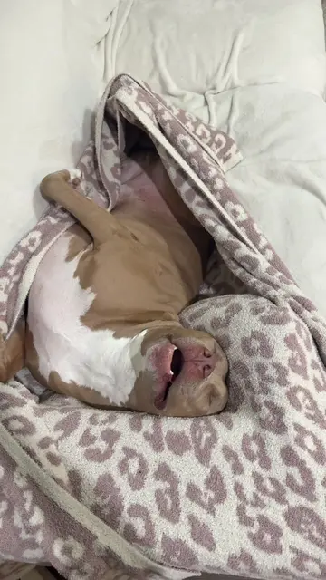 Baloo literally sleeps 23 hours a day #xlbully #goofygoober #dogsoftiktok 