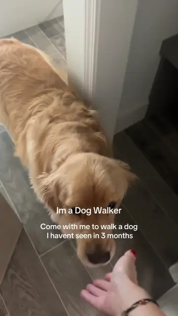 the plop at the front door was just so so so good🤣 biggest floof of all time!! 