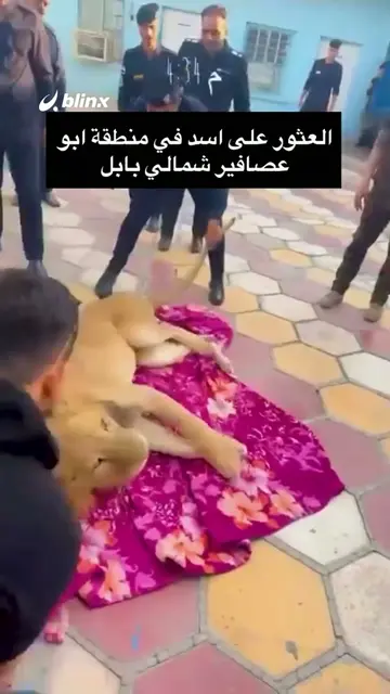 أسد هارب بين بساتين بابل! 🦁 .. الشرطة العراقية تسيطر على الحيوان المفترس بعد هر