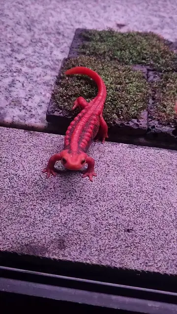 Give me food #salamander #reptilesoftiktok #reptiles #reptile #lizardsoftiktok 