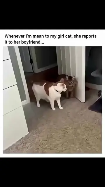 #FunnyCats #CatTok #CatsOfTikTok #CatSoftTikTok #CatLover #Cats #Kitten #FunnyAn