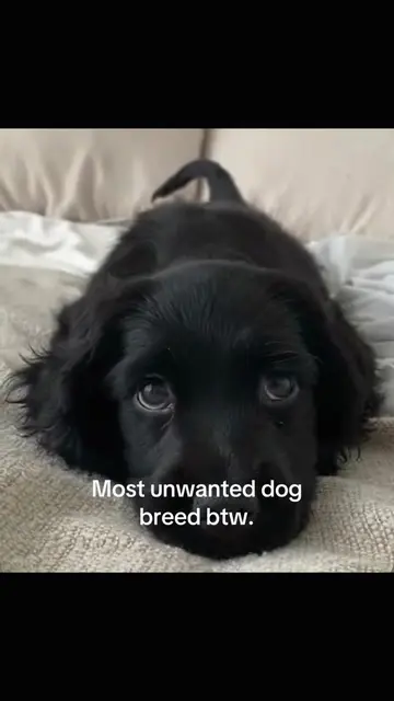 Doggy #blackdog #puppy #dog #viral #cute