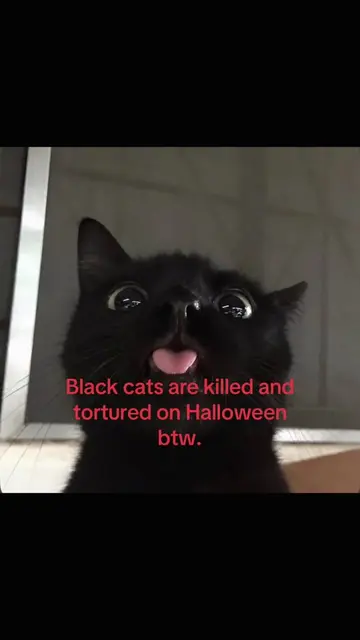 Keep your black cats in on Halloween! #halloween #blackcats #cats #spookyseason 