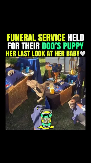 🥺 They held a funeral service for her pup 🐶 
