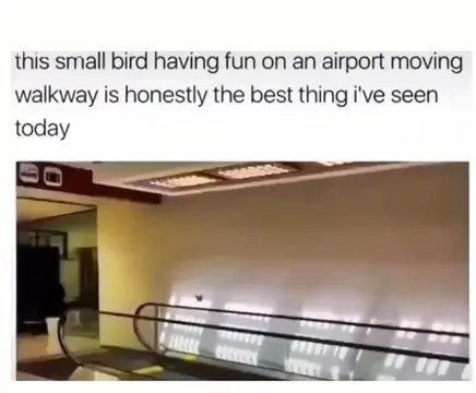 🐦‍⬛❤️🥰🫶🏼 author unknown