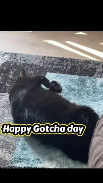 #funnycat #cat #catoftiktok #cattok #petlover 