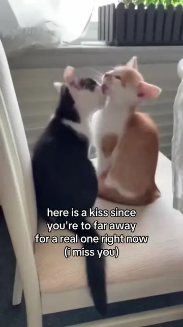 #cute #ily #relateable #cat #girlfriend