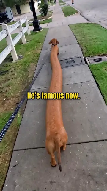 Frank can’t go anywhere now 🌭 #ImpossibleAnimals #Frank #FunnyDogs