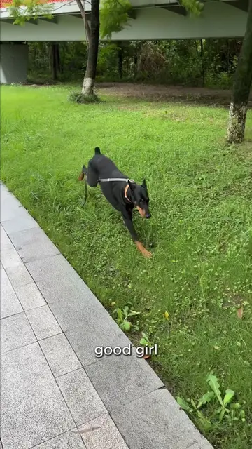 You can’t stop your dog from running free, but PetPhone lets you stay connected 