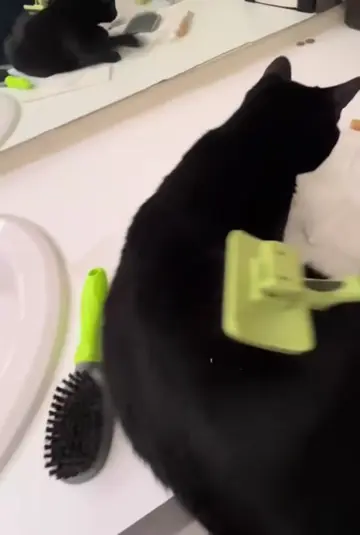 #cats #petgrooming #catsoftiktok #petlovers 