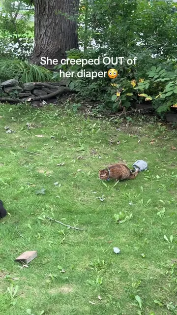 How do you creep OUT of the diaper????😭😭😭😭😭 * * * * * * * #catsoftiktok #fu